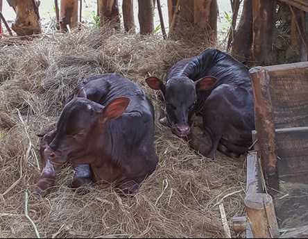 Nyfödda ankolekalvar i Rwanda
